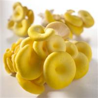 Yellow oyster mushroom